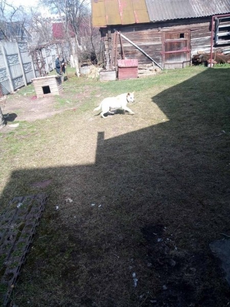 В Брестской области спасатели достали собаку из канализационной ямы