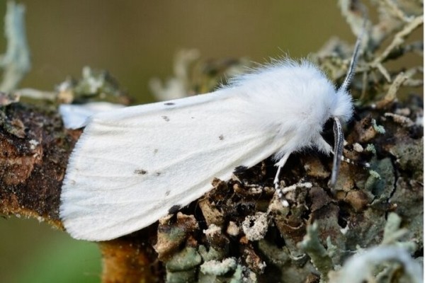 Брестчину атакует опасный вредитель