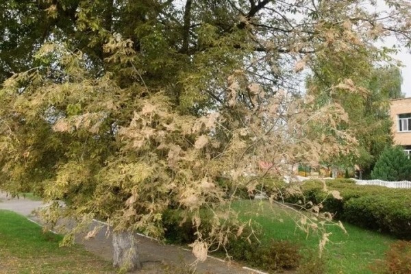 Брестчину атакует опасный вредитель