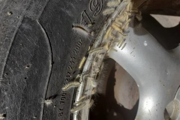 Брестчину атакует опасный вредитель