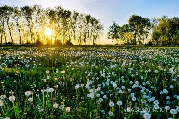 
                Из жёлтого в белый. Так сейчас выглядит то самое огромное поле одуванчиков, которое находится недалеко от Бреста
            