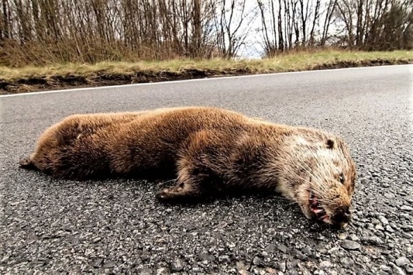 Десять месяцев «домашней химии» за мертвую выдру – в Беларуси осужден бывший егерь Десять месяцев «домашней химии» за мертвую выдру – в Беларуси осужден бывший егерь
