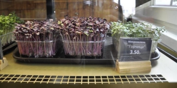 «Петрушка – это прошлый век». Житель Брестской области выращивает микрозелень и строит на этом выгодный бизнес «Петрушка – это прошлый век». Житель Брестской области выращивает микрозелень и строит на этом выгодный бизнес