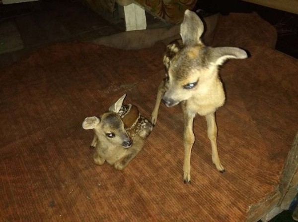 В Борисовском районе две косули пришли к людям: их дальнейшая судьба решена