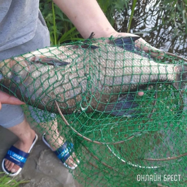 Где в Беларуси разрешено ловить рыбу? Список мест Где в Беларуси разрешено ловить рыбу? Список мест