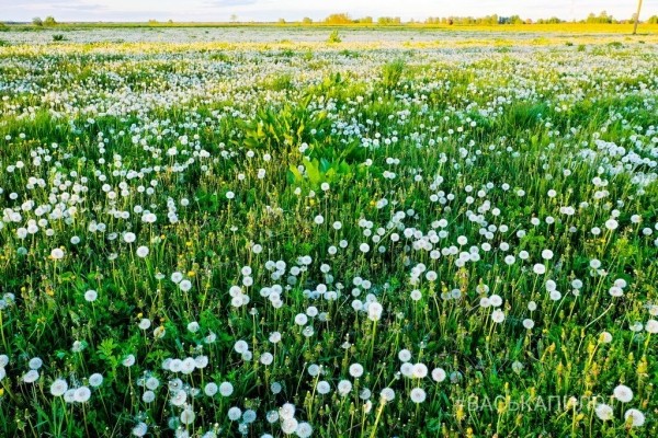 
                Из жёлтого в белый. Так сейчас выглядит то самое огромное поле одуванчиков, которое находится недалеко от Бреста
            