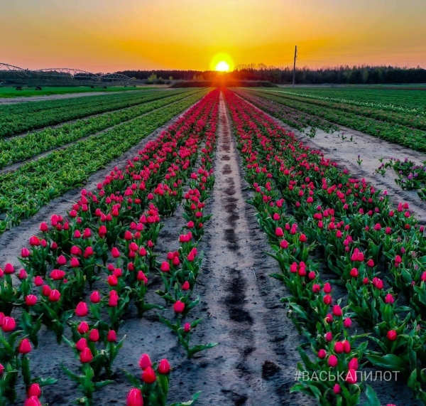 Столица белорусских тюльпанов — Тышковичи (Брестская область, Ивановский район)
Столица белорусских тюльпанов — Тышковичи (Брестская область, Ивановский район)