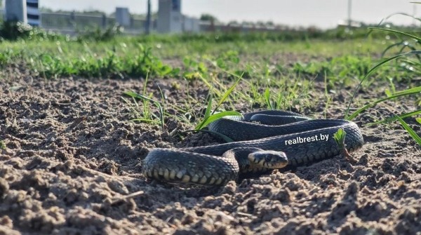 В Бресте на набережной выполз погреться на солнце уж
В Бресте на набережной выполз погреться на солнце уж