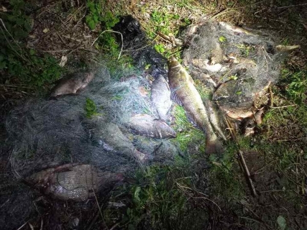 Не ходи на судака в Волках. Сельчанин попробовал &ndash; и наловил на&hellip; 7200 рублей штрафа