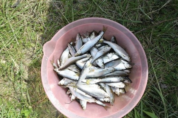 В Кобрине прошли рыболовные соревнования между предприятиями — лучшие рыбаки работают на хлебозаводе В Кобрине прошли рыболовные соревнования между предприятиями — лучшие рыбаки работают на хлебозаводе