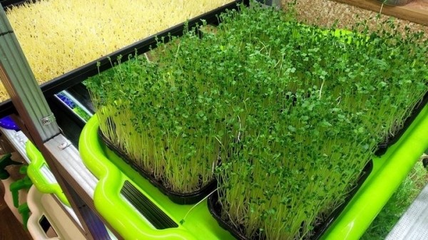 «С финансированием фермы помогла теща». Посмотрите, как белорус зарабатывает на микрозелени