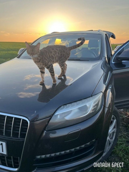 Читатель: Прошу помощи. 20 июня в районе д.Бульково потерялась Бенгальская кошка
Читатель: Прошу помощи. 20 июня в районе д.Бульково потерялась Бенгальская кошка