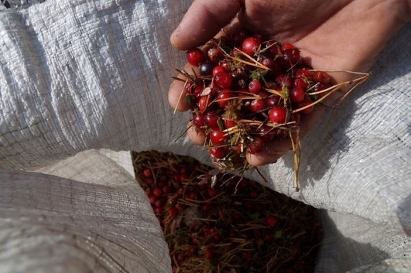 Жители украинского приграничья с 1 июля могут собирать дикоросы в Столинском районе Жители украинского приграничья с 1 июля могут собирать дикоросы в Столинском районе