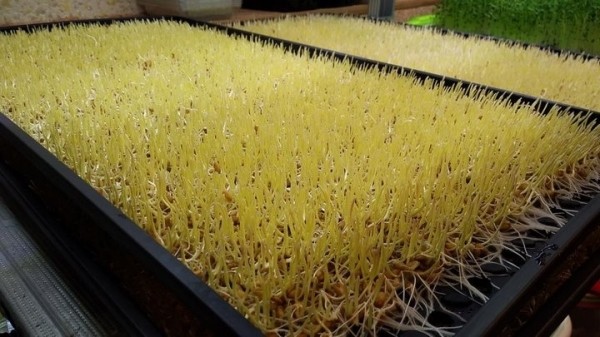 «С финансированием фермы помогла теща». Посмотрите, как белорус зарабатывает на микрозелени