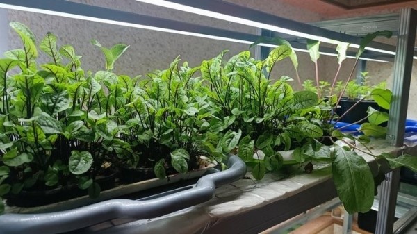 «С финансированием фермы помогла теща». Посмотрите, как белорус зарабатывает на микрозелени