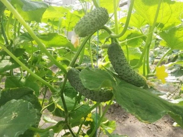 Как первыми ценами белорусов «укололи» огурцы Как первыми ценами белорусов «укололи» огурцы