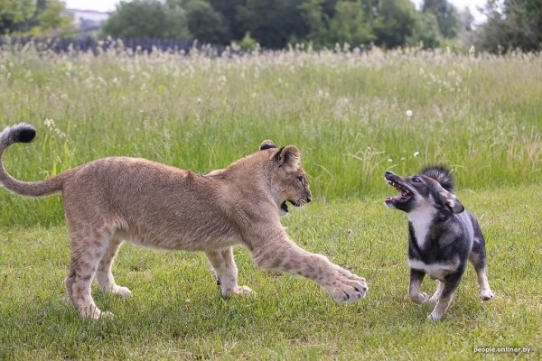 В минском зоопарке ко львенку, потерявшему маму, подселили щенка