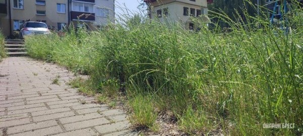 
                Читатель: Брест, ул. Я.Купалы. Вон какая трава вымахала
            