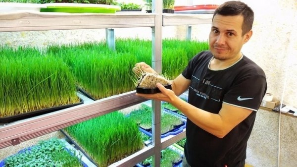 «С финансированием фермы помогла теща». Посмотрите, как белорус зарабатывает на микрозелени