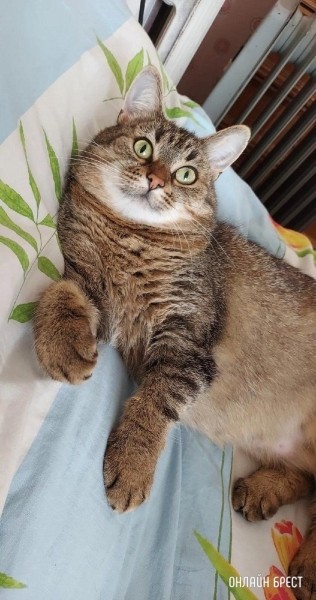 Читатель: Пропала кошка. Ситуация произошла ночью 7 июля на автодороге Минск-Брест
Читатель: Пропала кошка. Ситуация произошла ночью 7 июля на автодороге Минск-Брест