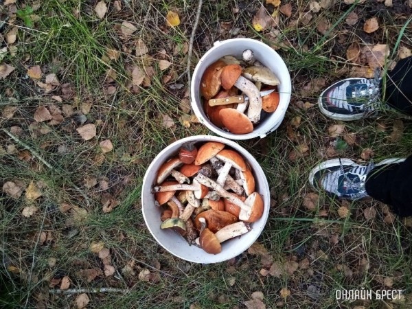 Налог для огородников, грибников, сборщиков ягод в Беларуси. В МНС рассказали, сколько человек уже заплатили сбор Налог для огородников, грибников, сборщиков ягод в Беларуси. В МНС рассказали, сколько человек уже заплатили сбор