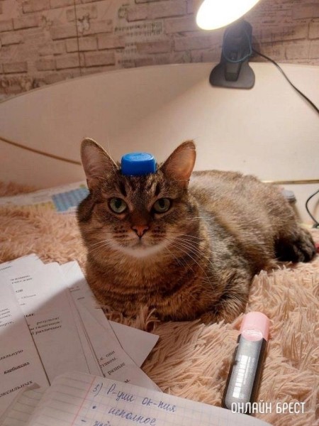 Читатель: Пропала кошка. Ситуация произошла ночью 7 июля на автодороге Минск-Брест
Читатель: Пропала кошка. Ситуация произошла ночью 7 июля на автодороге Минск-Брест