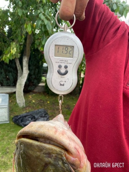 Читатель: Житель Бреста выловил в Пинском районе 12-килограммового сома
Читатель: Житель Бреста выловил в Пинском районе 12-килограммового сома