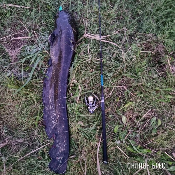 Читатель: Город Жабинка. Вчера был пойман сом. Вес: 15,03 кг. Длина: 122.7 см.
Читатель: Город Жабинка. Вчера был пойман сом. Вес: 15,03 кг. Длина: 122.7 см.