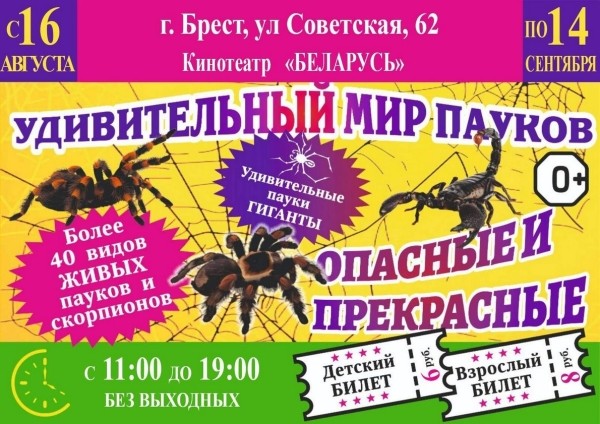 Нашествие пауков-гигантов, скорпионов, ящериц и тарантулов в Бресте. Приходи на выставку «Опасные и прекрасные» в кинотеатре «Беларусь»