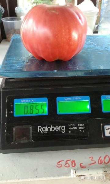 
                Читатель: Огромные помидоры выросли в д. Струга (Малоритский район)
            