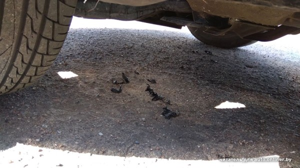 Собаки — это понятно. А посмотрите, что с машиной может сделать кот Собаки — это понятно. А посмотрите, что с машиной может сделать кот