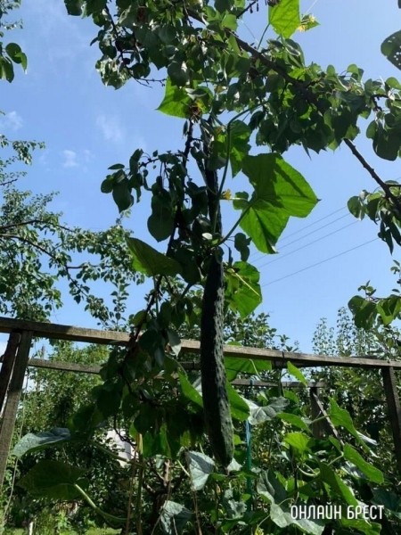 Читательница: Вот такие огурцы растут в Брестском районе (Тюхиничи)
Читательница: Вот такие огурцы растут в Брестском районе (Тюхиничи)