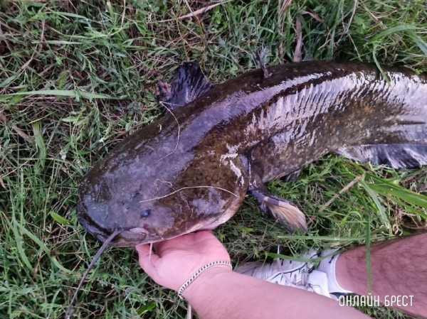 Читатель: Город Жабинка. Вчера был пойман сом. Вес: 15,03 кг. Длина: 122.7 см.
Читатель: Город Жабинка. Вчера был пойман сом. Вес: 15,03 кг. Длина: 122.7 см.