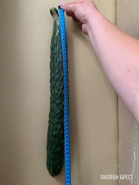 Читательница: Вот такие огурцы растут в Брестском районе (Тюхиничи)
Читательница: Вот такие огурцы растут в Брестском районе (Тюхиничи)