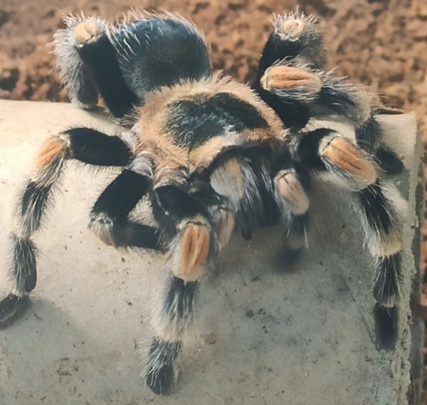 Нашествие пауков-гигантов, скорпионов, ящериц и тарантулов в Бресте. Приходи на выставку «Опасные и прекрасные» в кинотеатре «Беларусь»