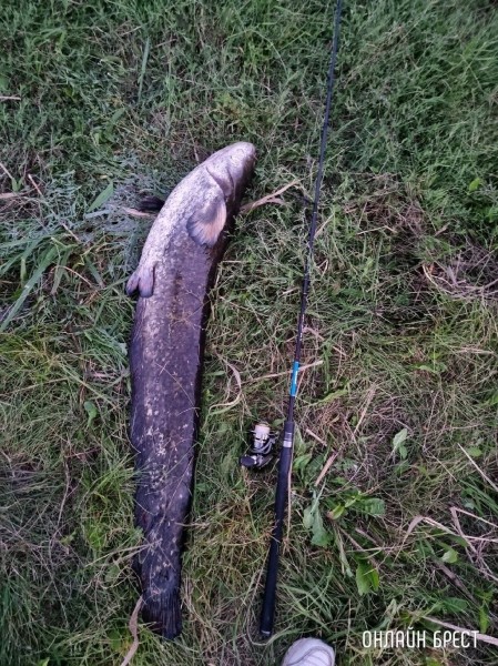 Читатель: Город Жабинка. Вчера был пойман сом. Вес: 15,03 кг. Длина: 122.7 см.
Читатель: Город Жабинка. Вчера был пойман сом. Вес: 15,03 кг. Длина: 122.7 см.