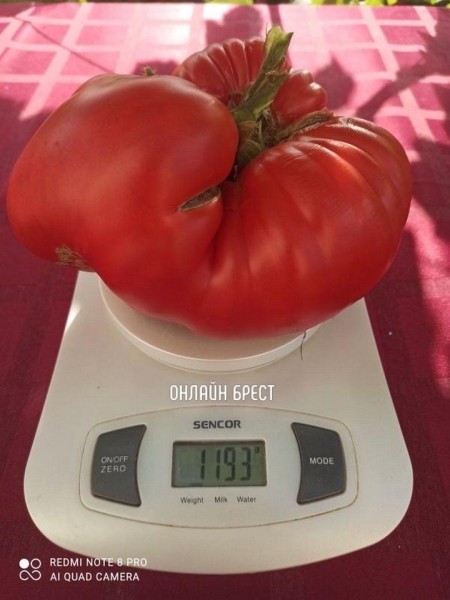 
                Читатель: Помидор-великан вырастила жительница Брестской области
            