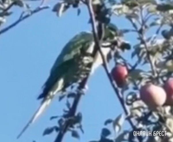 Читатель: В СТ «Муховецкое», возле Красного двора, прилетел попугай
Читатель: В СТ «Муховецкое», возле Красного двора, прилетел попугай