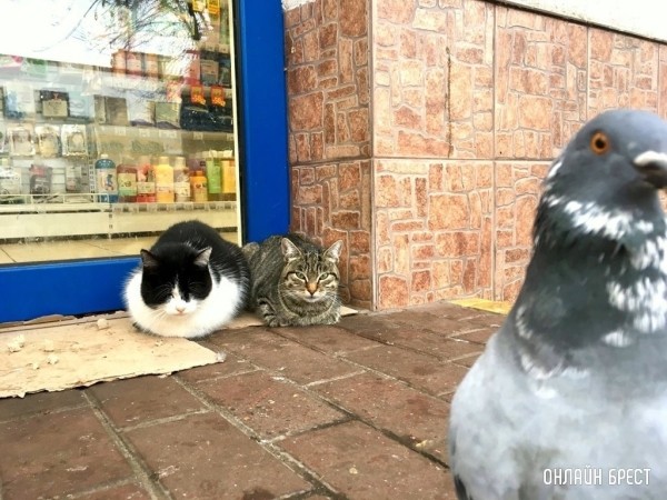 Не целуйтесь с кошками: какие заболевания передаются от животного человеку? Не целуйтесь с кошками: какие заболевания передаются от животного человеку?