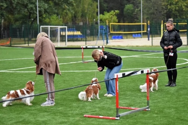 В Беларуси выбрали лучшую собаку