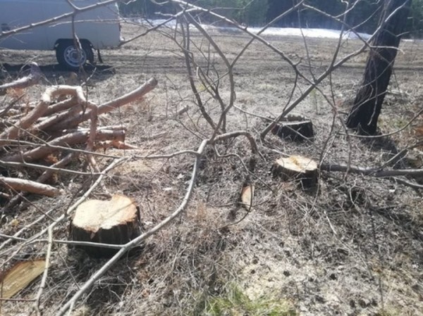 В Беловежской пуще мужчина незаконно вырубил 15 сухостойных сосен В Беловежской пуще мужчина незаконно вырубил 15 сухостойных сосен