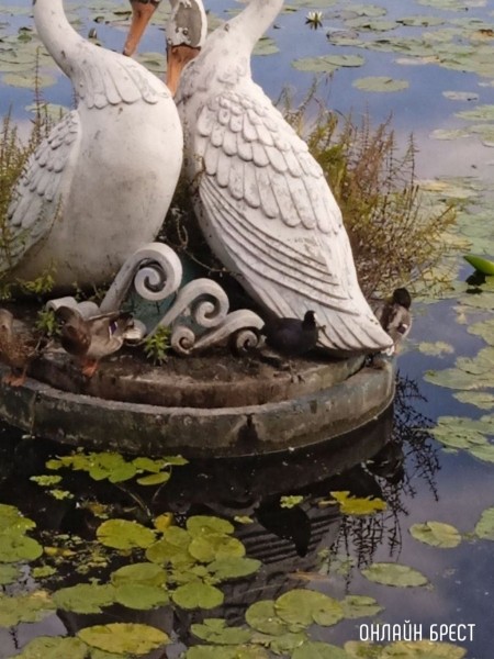 Читатель: В Бресте на Набережной заметили интересную птичку. Как нам сказали - это Лысуха (разновидность уток)
Читатель: В Бресте на Набережной заметили интересную птичку. Как нам сказали - это Лысуха (разновидность уток)