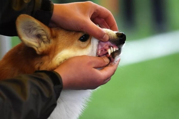 В Беларуси выбрали лучшую собаку