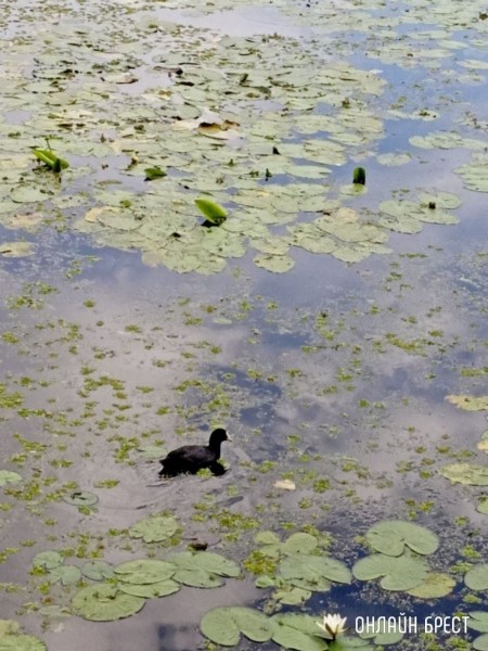Читатель: В Бресте на Набережной заметили интересную птичку. Как нам сказали - это Лысуха (разновидность уток)
Читатель: В Бресте на Набережной заметили интересную птичку. Как нам сказали - это Лысуха (разновидность уток)