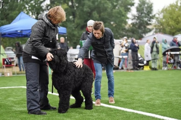 В Беларуси выбрали лучшую собаку