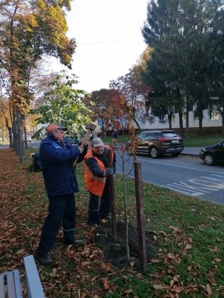 Власти Бреста просят жителей города не заниматься озеленением самовольно Власти Бреста просят жителей города не заниматься озеленением самовольно