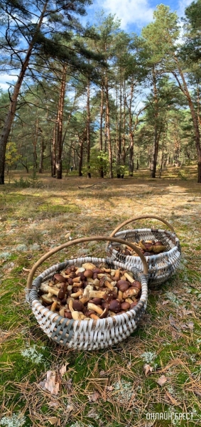 
                Читатель: Наш грибной «улов». Собрано под Брестом
            
