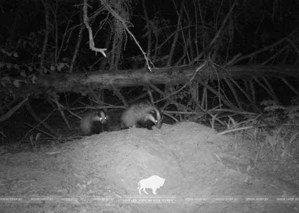 «Подсмотрено». Осенняя жизнь барсуков в Беловежской пуще «Подсмотрено». Осенняя жизнь барсуков в Беловежской пуще