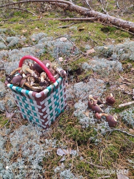 Читатель: Мой сегодняшний «улов» в Брестском районе
Читатель: Мой сегодняшний «улов» в Брестском районе