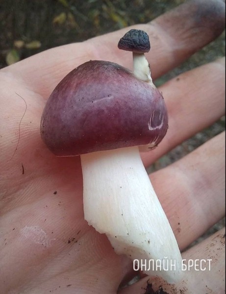 Читатель: Двухэтажный! Посмотрите, какой гриб мы нашли в Ивановской районе
Читатель: Двухэтажный! Посмотрите, какой гриб мы нашли в Ивановской районе